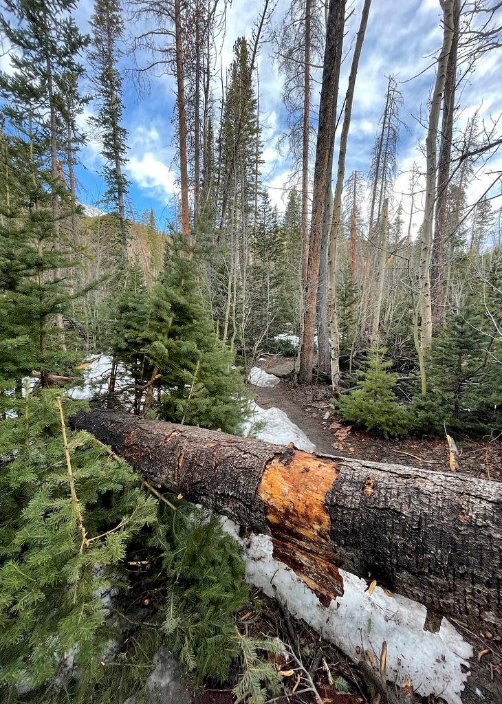 A downed tree with evidence of where hikers prior had to manuever over it.